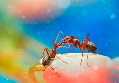 insect2.jpg