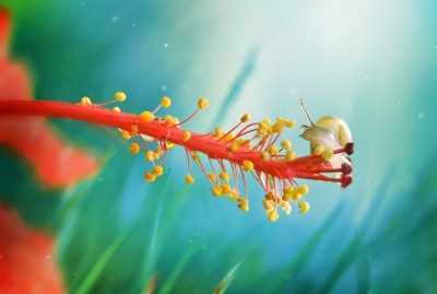 insect4.jpg